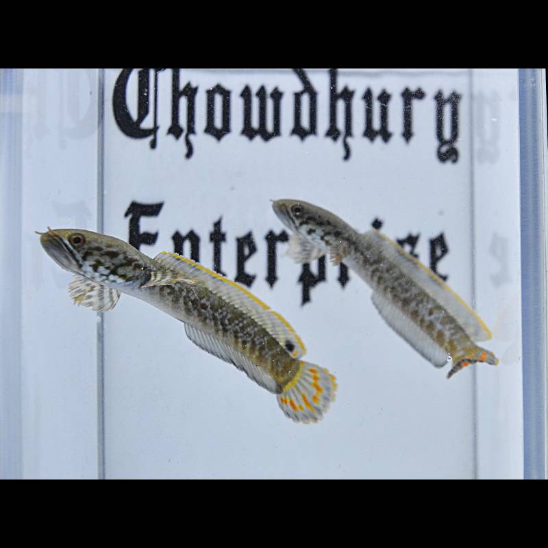 Rainbow Snakehead