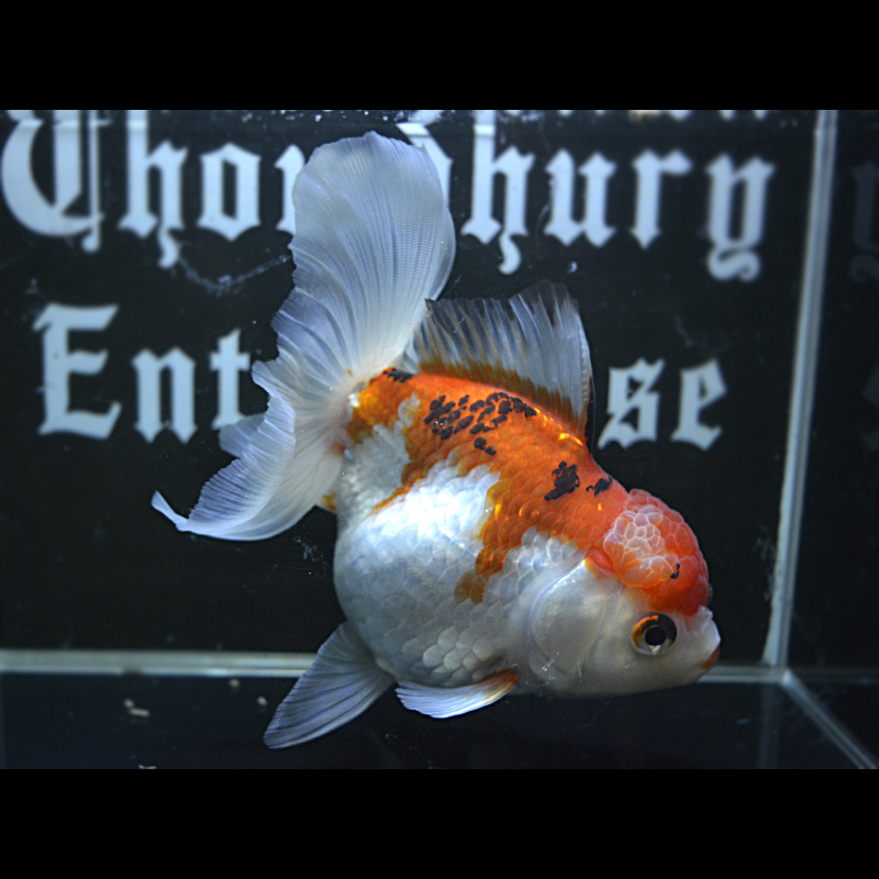 Oranda Goldfish