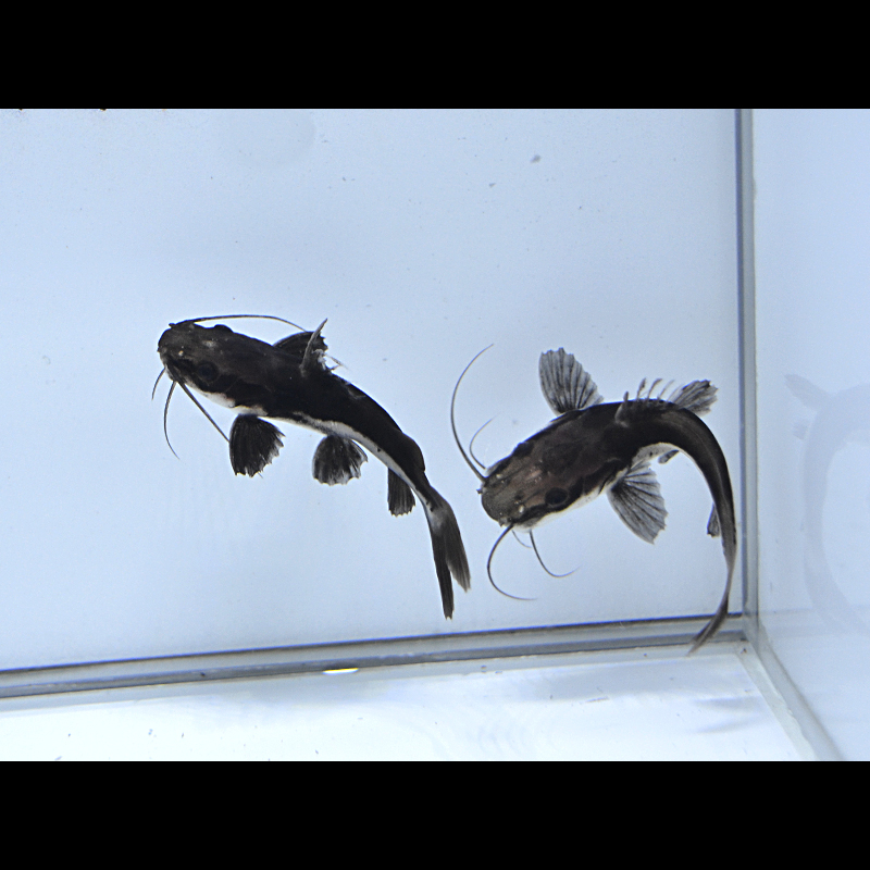 Black Whiptail Catfish