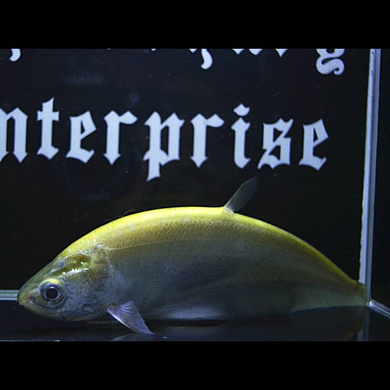 Albino Clown Knifefish
