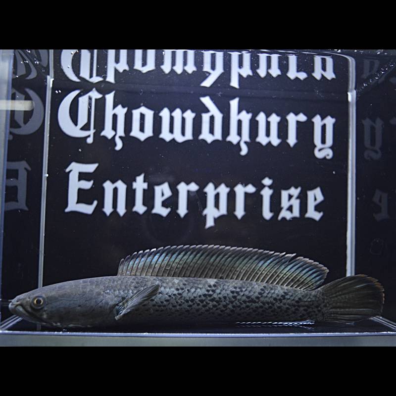 Emperor Snakehead