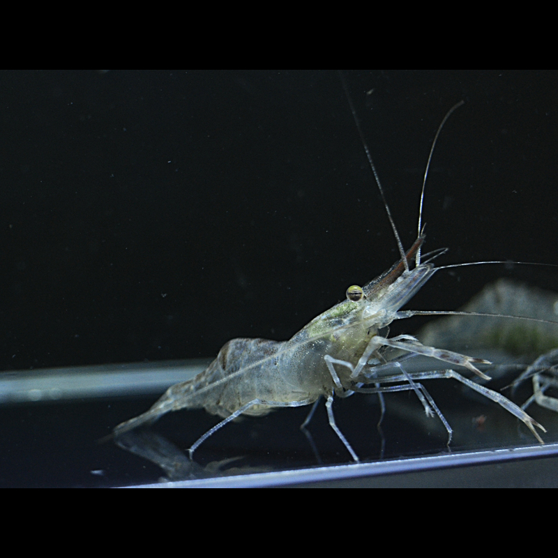 Ghost Shrimp